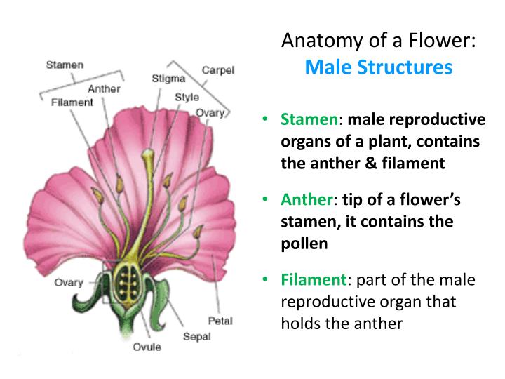 flower-reproductive-structure-at-annette-cleveland-blog