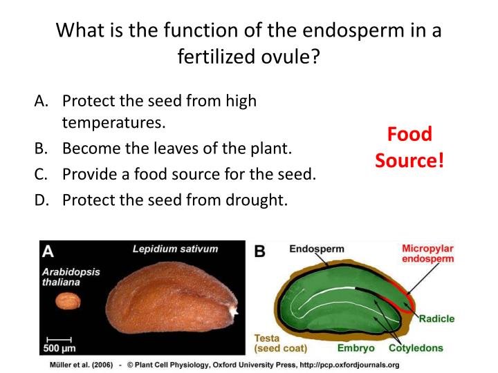 ppt-flower-structure-powerpoint-presentation-id-1939463