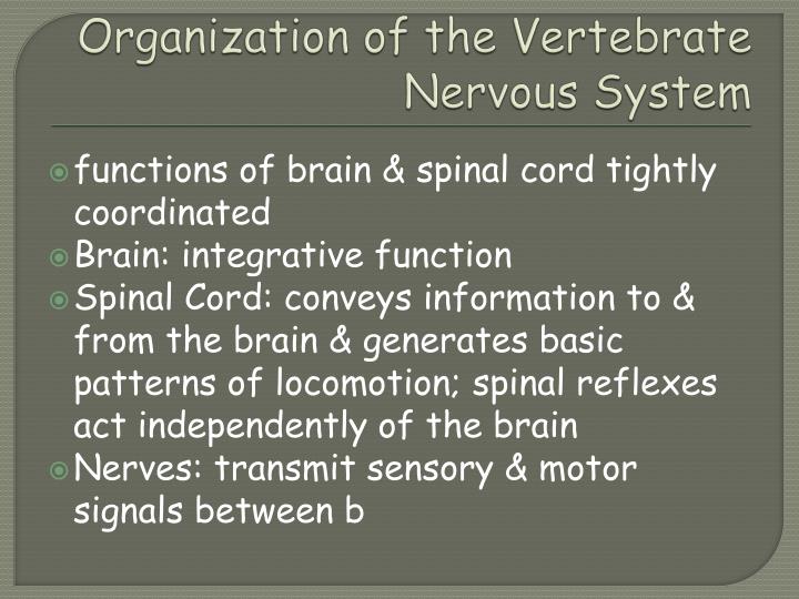 PPT - NERVOUS SYSTEM PowerPoint Presentation - ID:1948842