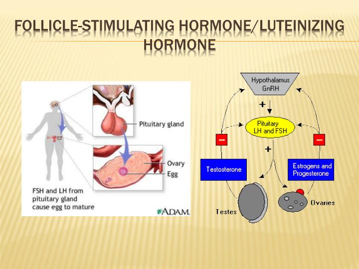 PPT The Endocrine System Http www youtube watch v WVrlHH14q3o 