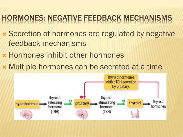 Ppt The Endocrine System Watchvwvrlhh14q3o Powerpoint Presentation 3006