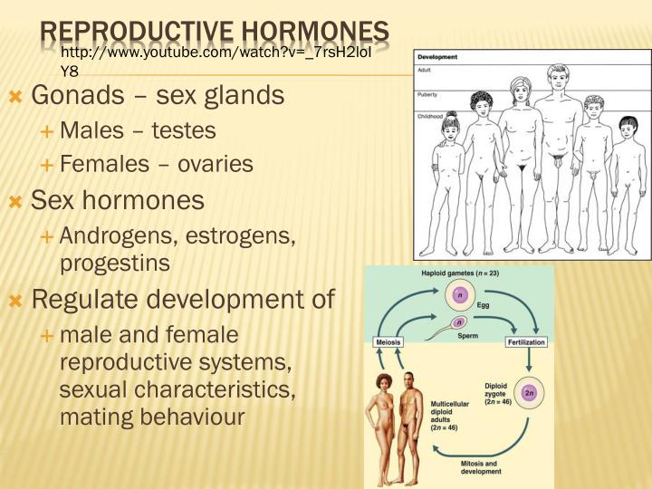 Ppt The Endocrine System Youtube Watch V Wvrlhh Q O