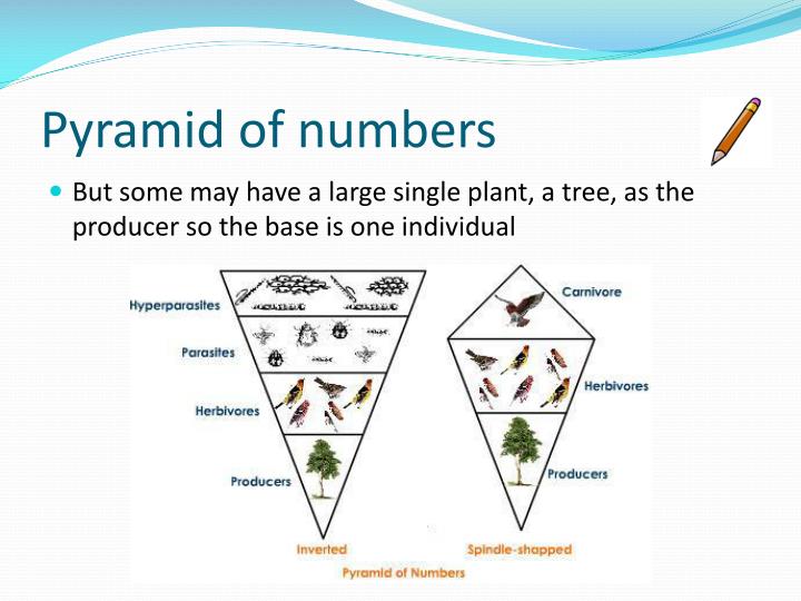 PPT Ecological Pyramids PowerPoint Presentation ID 1952911