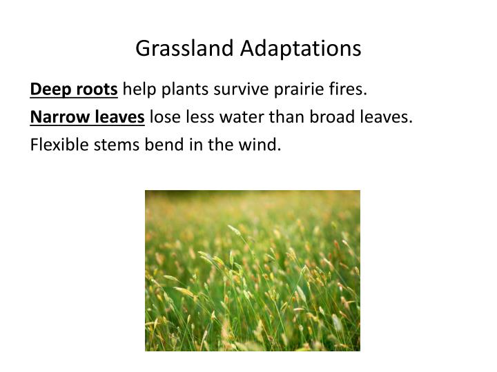 PPT For separate ecosystems to be classified as the same