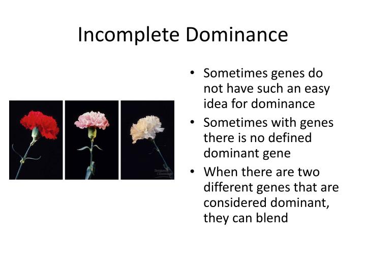 incompletely dominant traits