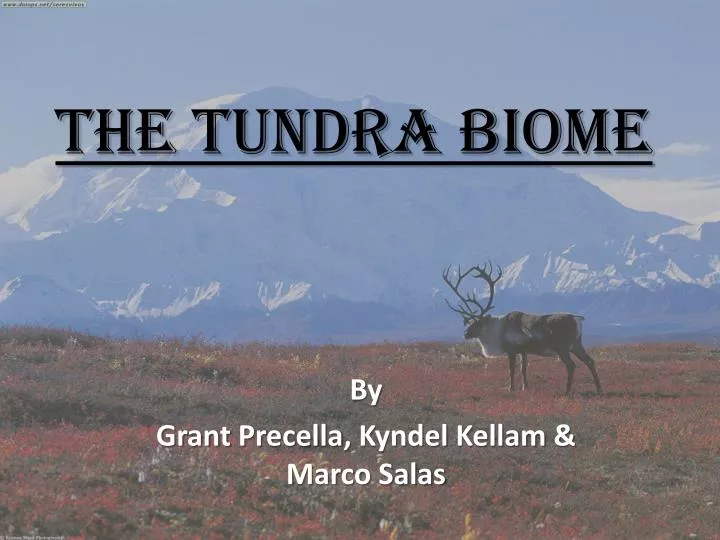 arctic tundra biome essay Short essay on tundra bioma perhaps the most characteristic arctic tundra plant is the lichen known as ”reindeer moss” short essay on desert biomes. arctic tundra biome essay Short essay on tundra bioma perhaps the most characteristic arctic tundra plant is the lichen known as ”reindeer moss” short essay on desert biomes.