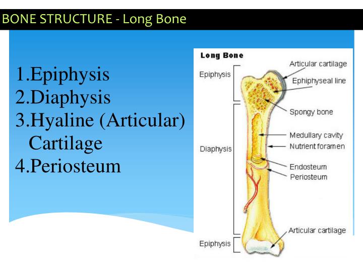 the presence of an epiphyseal plate indicates that