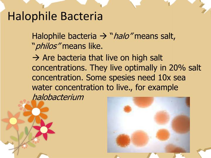 The Effect Of Halophilic Organisms On Salt The Effect Of Halophilic Organisms On Salt