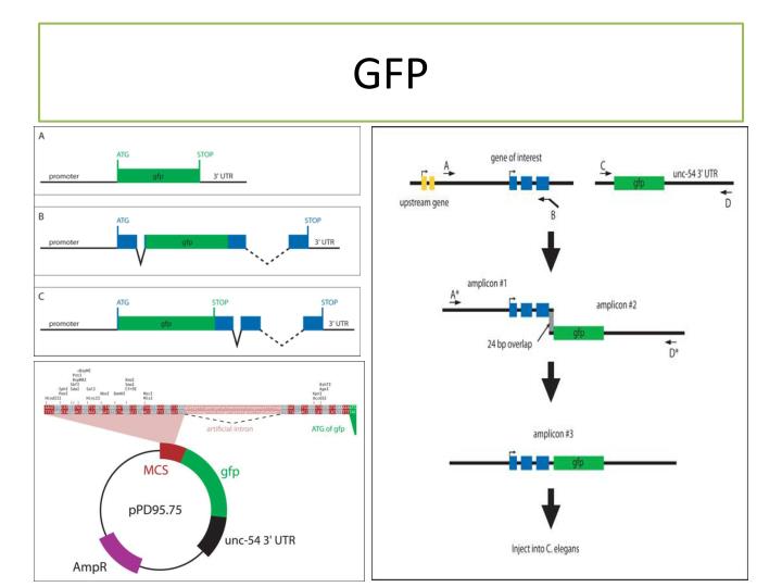 ppt-gene-therapy-problems-and-challenges-powerpoint-presentation