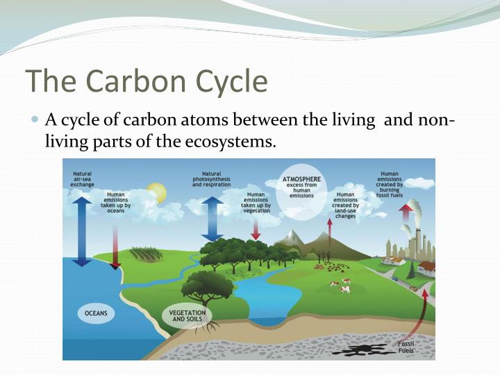 the chemosynthesis cycle the chemosynthesis cycle