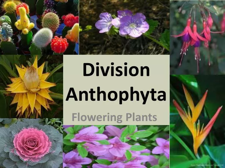 ppt-division-anthophyta-powerpoint-presentation-id-1998572