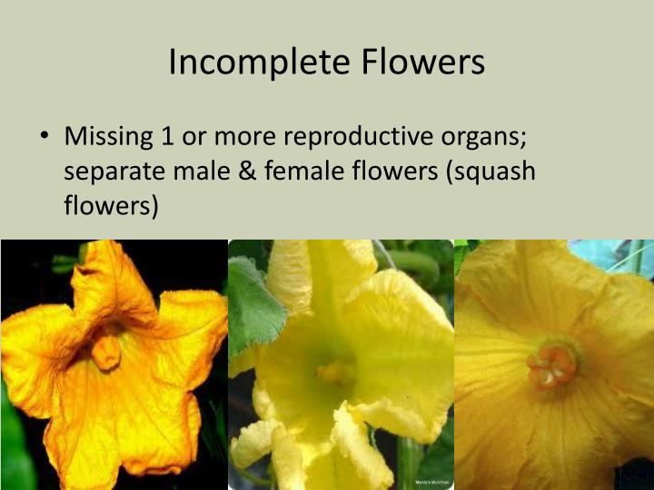 What Is Flower In Plants at Isaiah Padilla blog