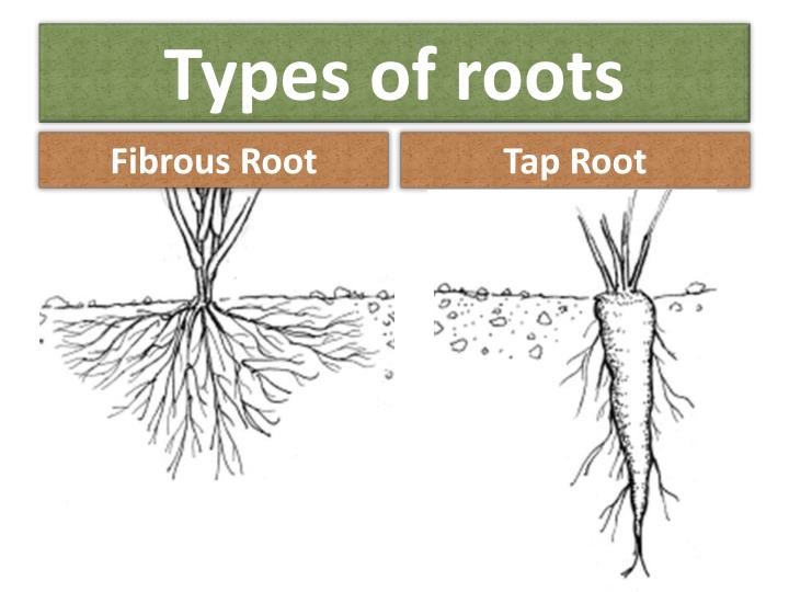 what are the different types of roots explain with examples