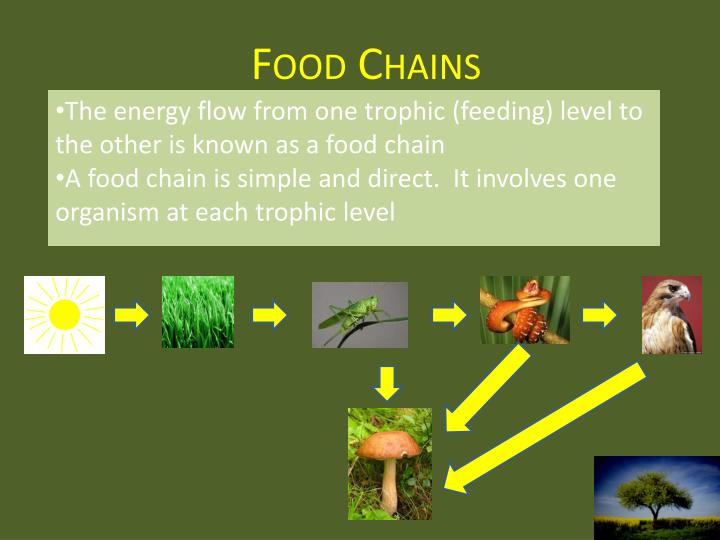 Ecology 101 PowerPoint Presentation Biology Diagrams