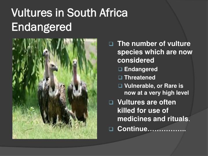 an introduction to the comparison of new world vultures and old world vultures World, folk media refer to traditional and modern media over the ages, different genres, old or new, have something to offer for instance,. an introduction to the comparison of new world vultures and old world vultures World, folk media refer to traditional and modern media over the ages, different genres, old or new, have something to offer for instance,.