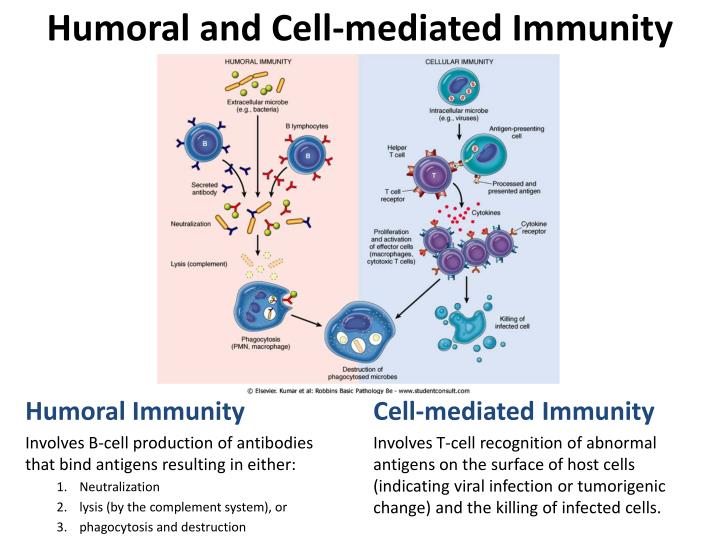 humoral-and-cell-mediated-immunity-n.jpg