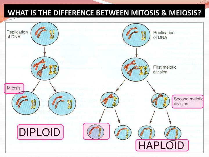 Ppt Gametogenesis And Female Cycles Powerpoint Presentation Id2014388