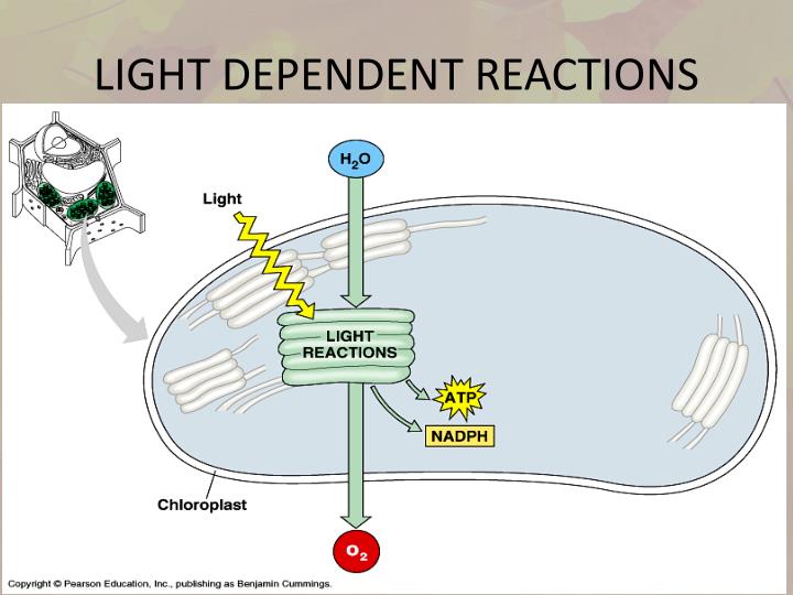 light dependent reactions essay In this lesson, we'll learn how electrons get excited during the light-dependent reactions of photosynthesis, jumping off photosystem reaction. light dependent reactions essay In this lesson, we'll learn how electrons get excited during the light-dependent reactions of photosynthesis, jumping off photosystem reaction.