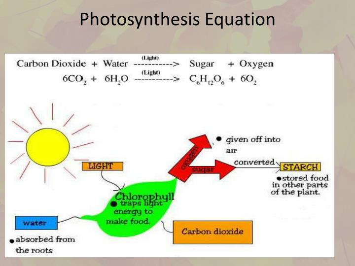 The Role Of Light In Photosynthesis Biology Essay Homework Sample The Role Of Light In Photosynthesis Biology Essay
