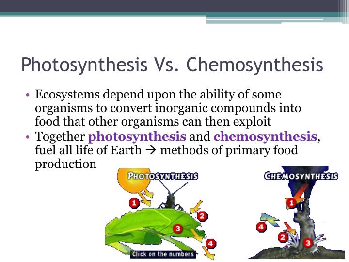 photosynthesis vs chemosynthesis related keywords suggestions photosynthesis vs chemosynthesis venn diagram