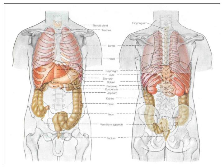 bio 201 anatomy and physiology i quiz answers There are no prerequisites to take anatomy & physiology i answer your questions please contact a student advisor bio201: anatomy and physiology i 9 topic 9 graded quiz 40 10 topic 10 graded quiz 40. bio 201 anatomy and physiology i quiz answers There are no prerequisites to take anatomy & physiology i answer your questions please contact a student advisor bio201: anatomy and physiology i 9 topic 9 graded quiz 40 10 topic 10 graded quiz 40.