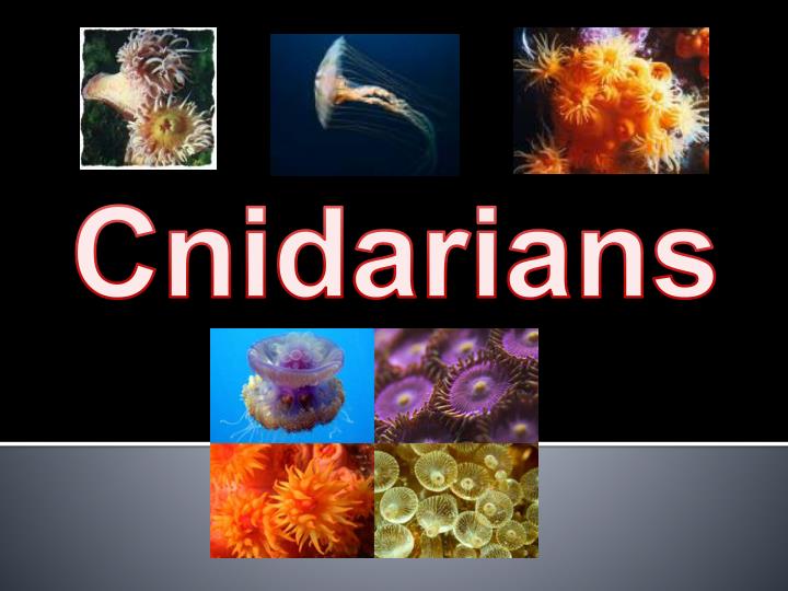 sponges and some cnidarians do not move sponges and some cnidarians do not move
