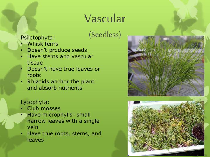 PPT Plants PowerPoint Presentation ID2026441