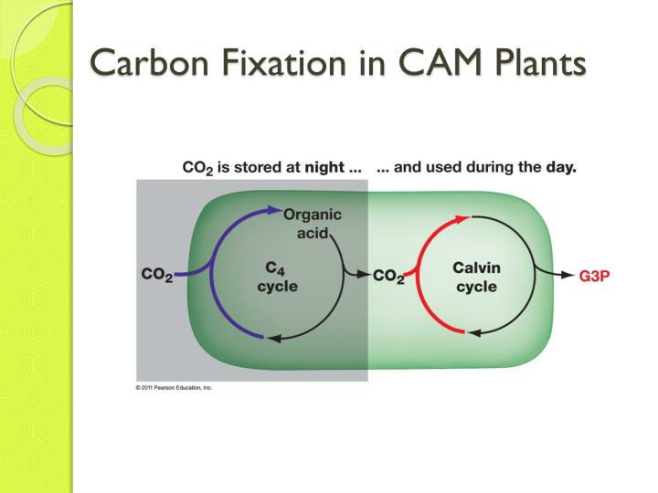 describe the light reaction of photosynthesis essay describe the light reaction of photosynthesis essay