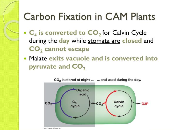 Cam plants definition Idea