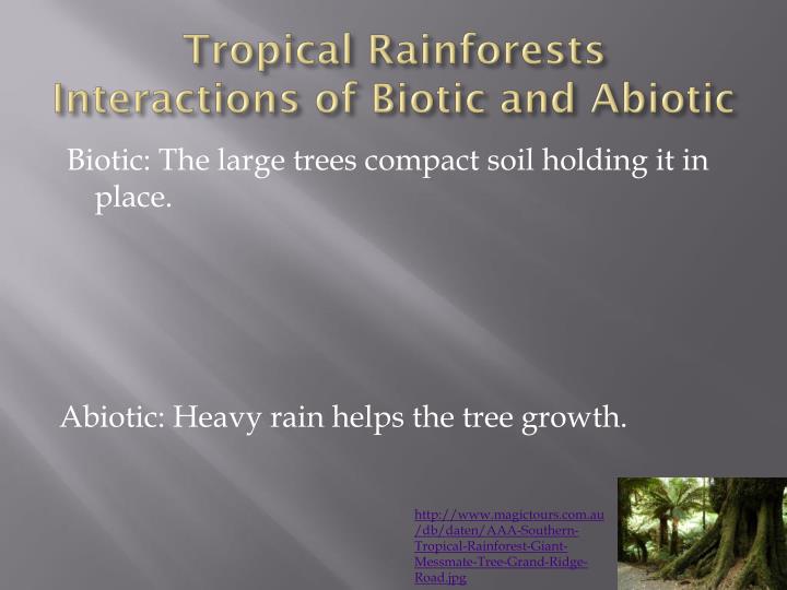 Ppt Tropical Rainforest Powerpoint Presentation Id2029196 4328