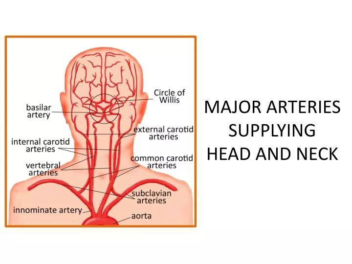 PPT MAJOR ARTERIES SUPPLYING HEAD AND NECK PowerPoint Presentation