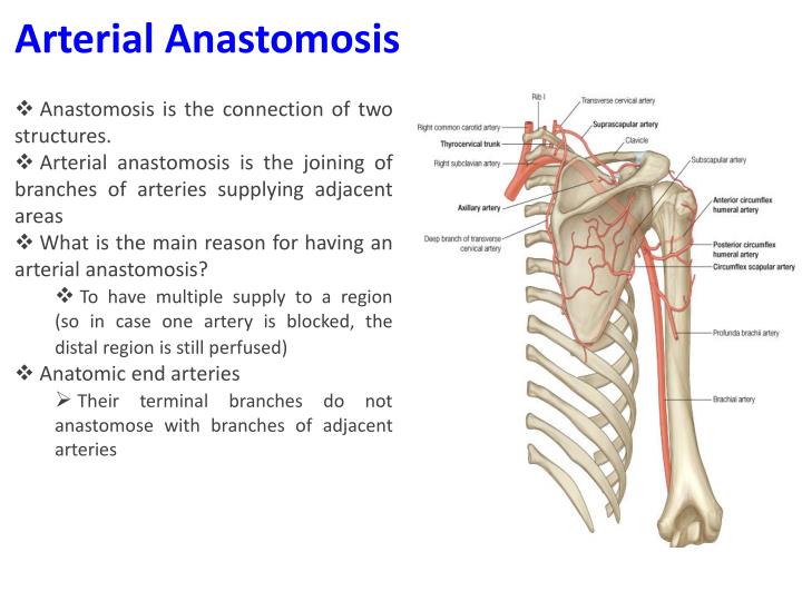 vascular anastomosis