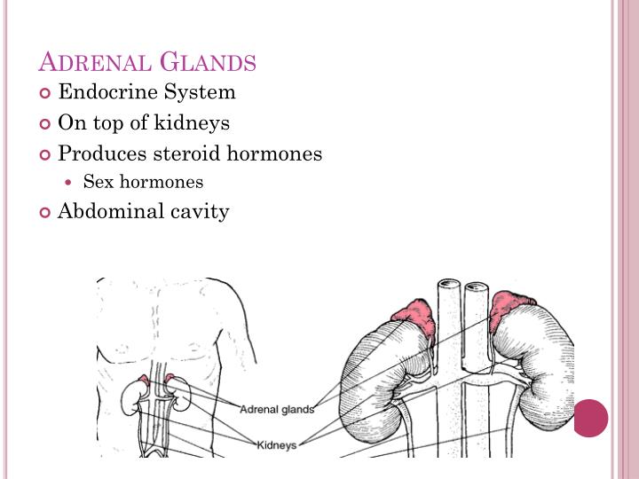 PPT - Endocrine and Lymphatic System PowerPoint Presentation - ID:2045484