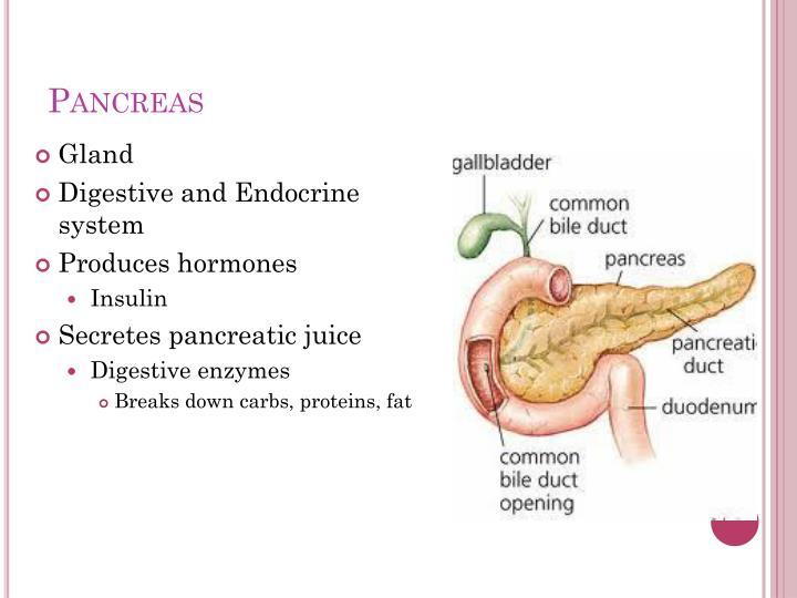 PPT - Endocrine and Lymphatic System PowerPoint Presentation - ID:2045484