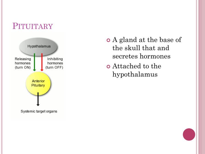 PPT - Endocrine and Lymphatic System PowerPoint Presentation - ID:2045484