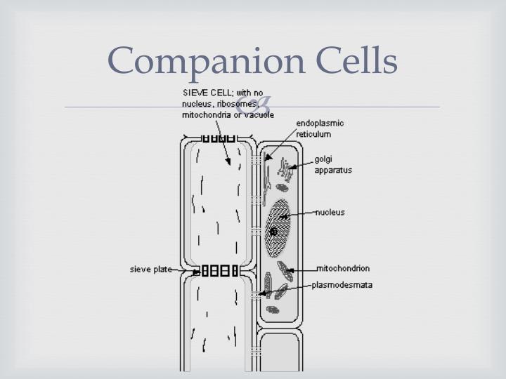 PPT Phloem Tubes PowerPoint Presentation ID2048925