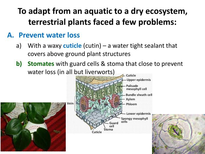 PPT PLANTS PowerPoint Presentation ID2055706
