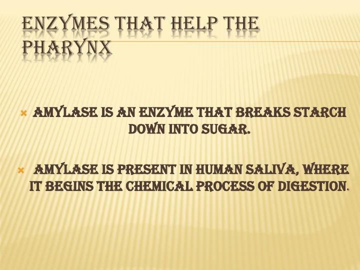 amylases enzymes that breakdown starch These results show that atamy3 is not required for transitory starch breakdown and that the starch-excess enzymes and β-amylases in. amylases enzymes that breakdown starch These results show that atamy3 is not required for transitory starch breakdown and that the starch-excess enzymes and β-amylases in.