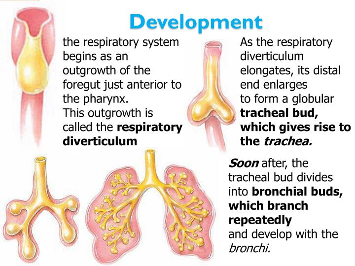 Ppt Trachea And Thoracic Duct Powerpoint Presentation Id2067348