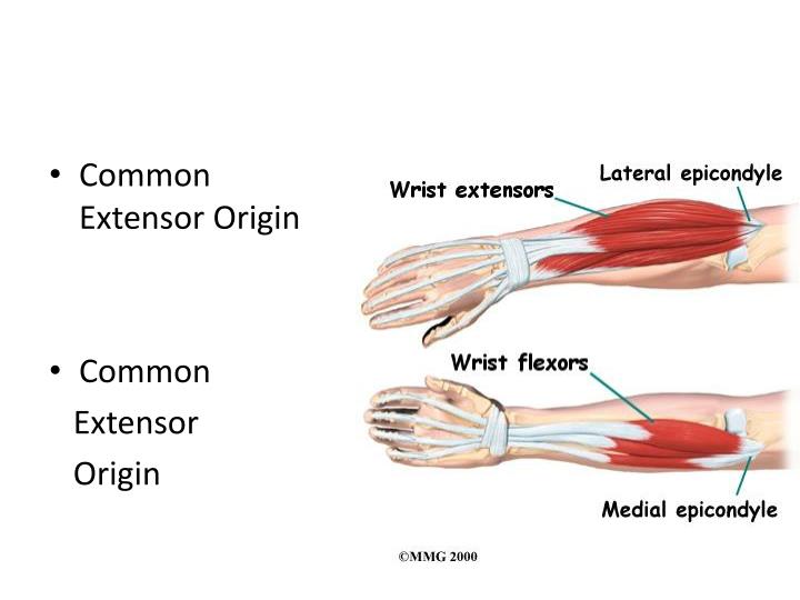 Muscles of the Forearm PowerPoint Presentation Biology Diagrams