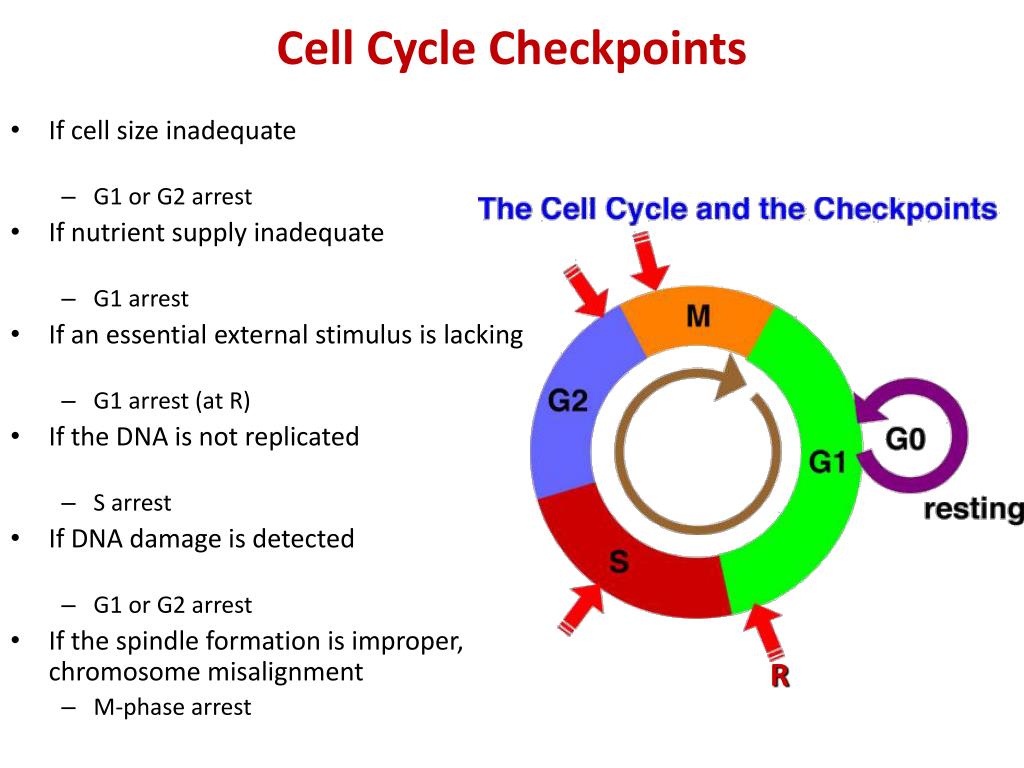 PPT Cell Division Cell Growth Cell Cycle PowerPoint Presentation