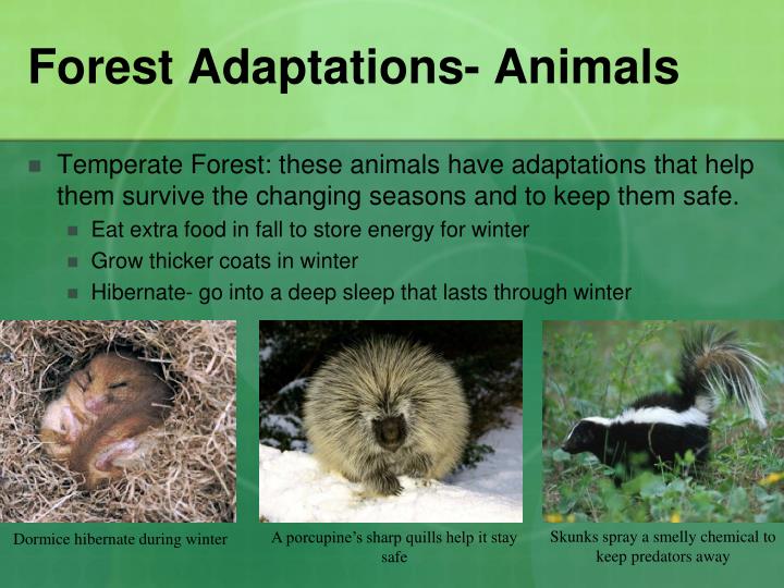 PPT Habitats and Adaptations PowerPoint Presentation
