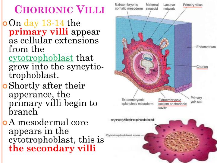 ppt-fetal-membranes-powerpoint-presentation-id-2090331