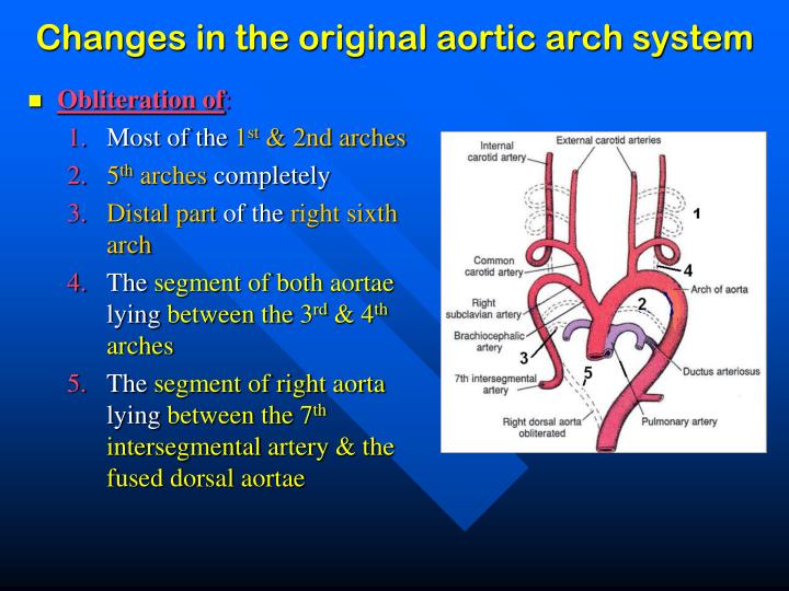 definition of aortic arch definition of aortic arch