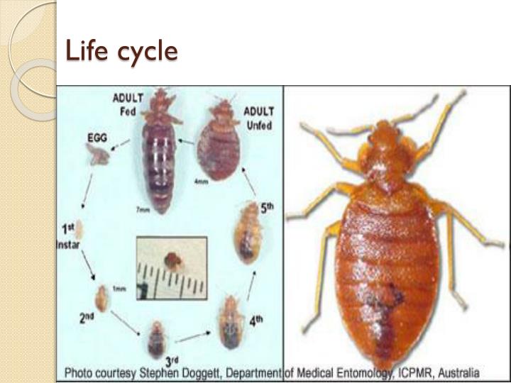 How Long Can A Stink Bug Live Without Food How Long Can A Stink Bug Live Without Food