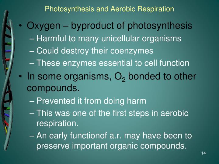 photosynthesis and aerobic respiration photosynthesis and aerobic respiration