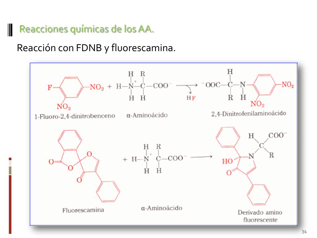 PPT Bioquímica ESTRUCTURAL Los aminoácidos sillares de construcción