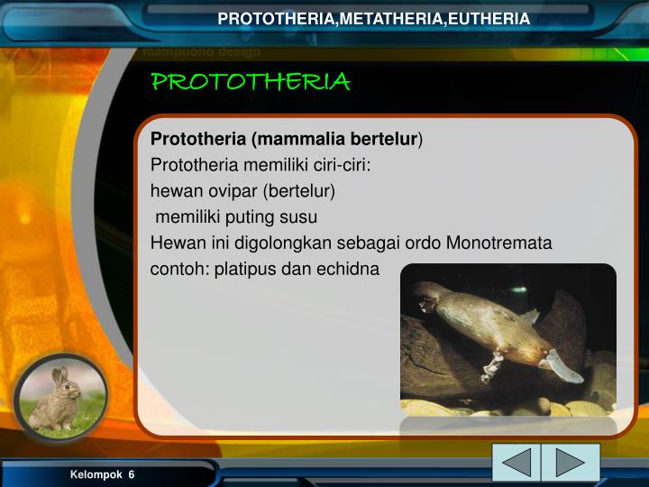 PPT - Prototheria, Metatheria, Eutheria PowerPoint 
