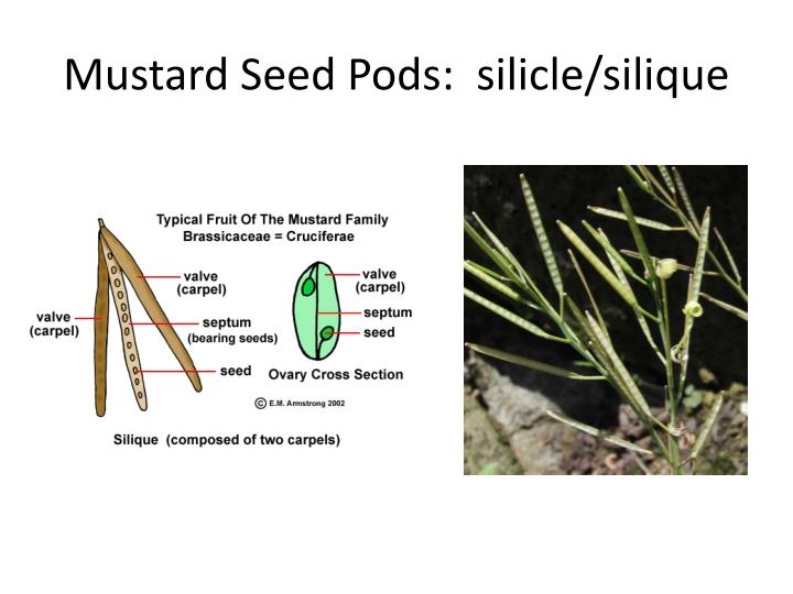 PPT The Mustard Family Brassicaceae / Cruciferae PowerPoint