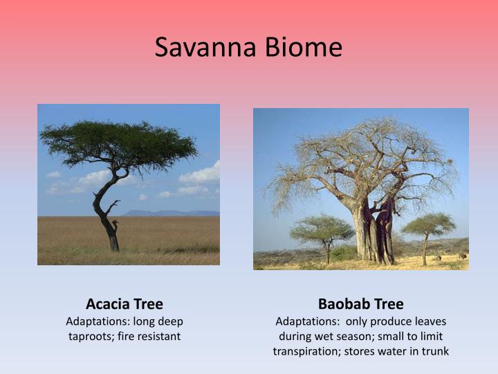 PPT Savanna and Tropical Rainforest Biomes PowerPoint